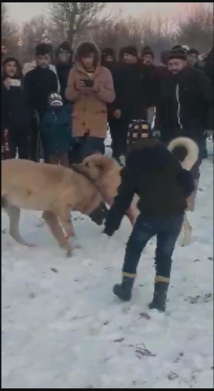 Konya'da ormanda bahisle köpek dövüştüren 4 kişi gözaltına alındı G4