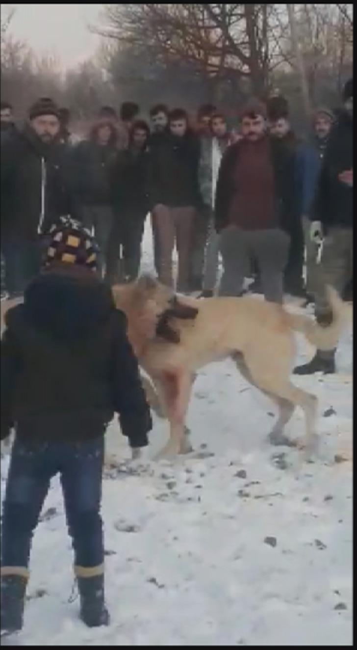 Konya'da ormanda bahisle köpek dövüştüren 4 kişi gözaltına alındı G5
