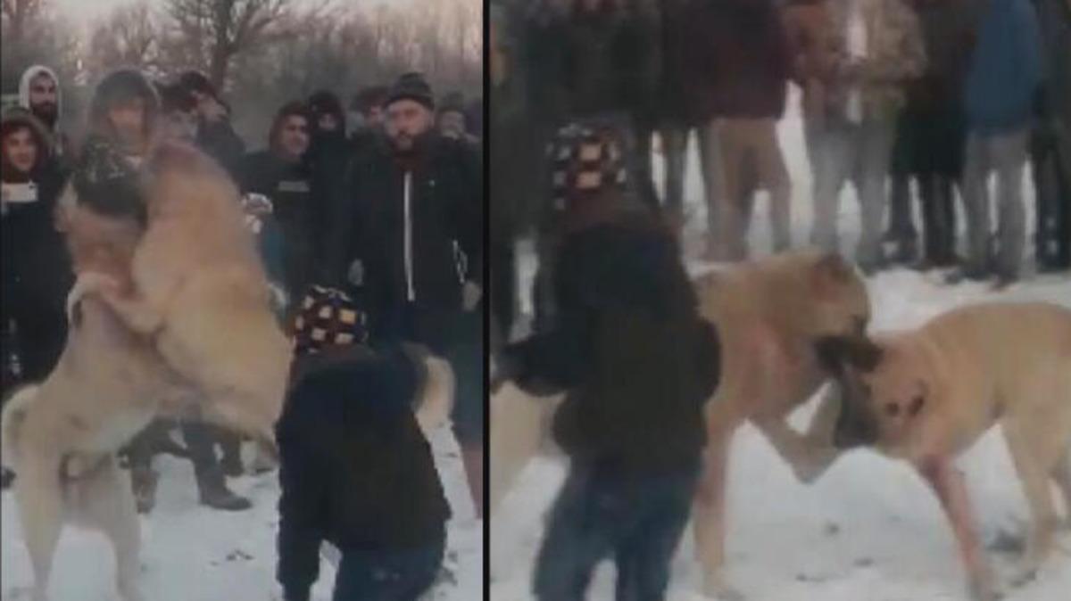 Konya'da ormanda bahisle k&ouml;pek d&ouml;v&uuml;şt&uuml;ren 4 kişi g&ouml;zaltına alındı