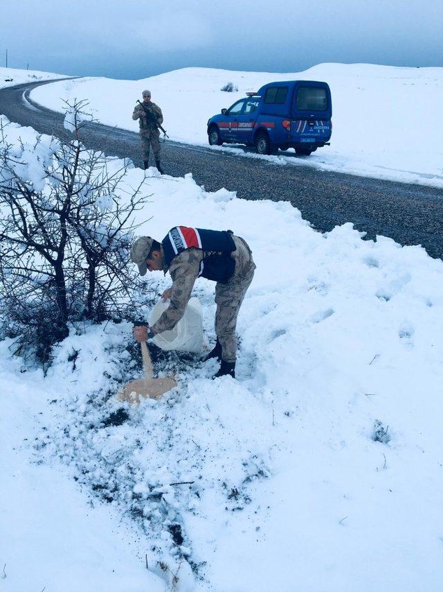 Yaban hayvanlarına Jandarma şefkatı