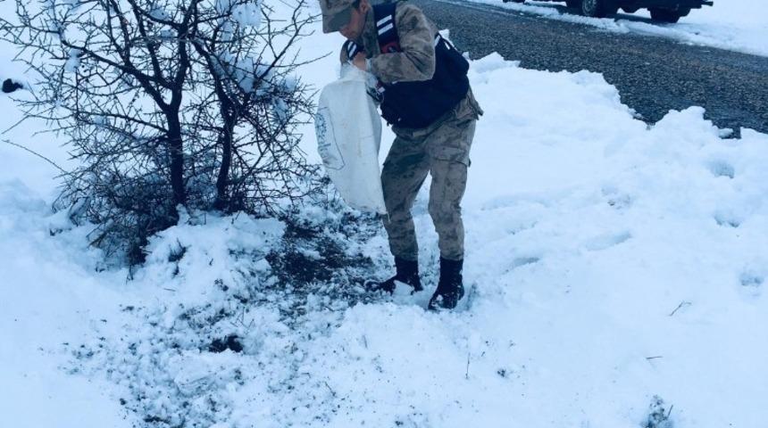 Yaban hayvanlarına Jandarma şefkatı