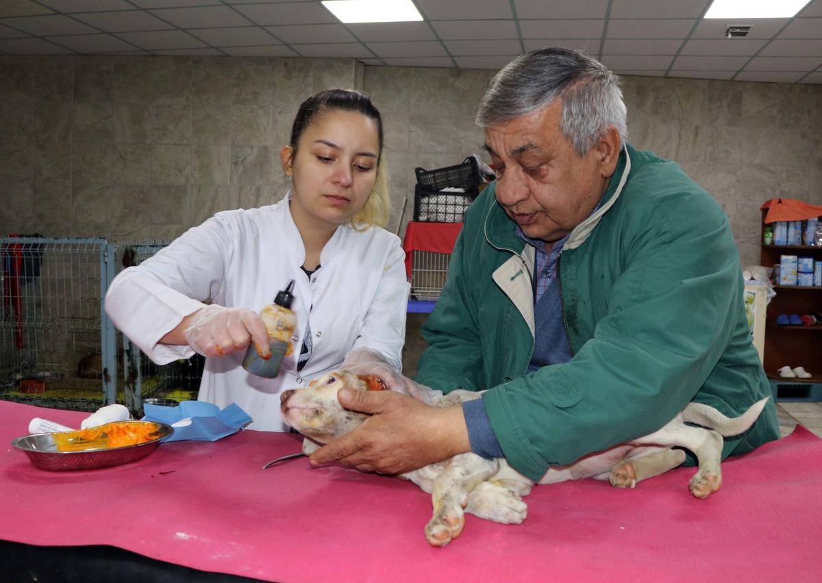 Gaziantep'te vahşet! K&ouml;peğin kulağını kestiler sonra da dikmeye &ccedil;alıştılar