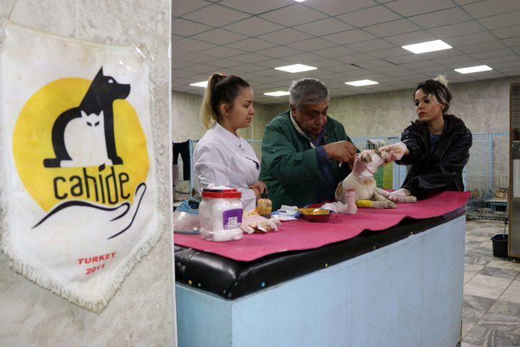 Gaziantep'te vahşet! Köpeğin kulağını kestiler sonra da dikmeye çalıştılar G3