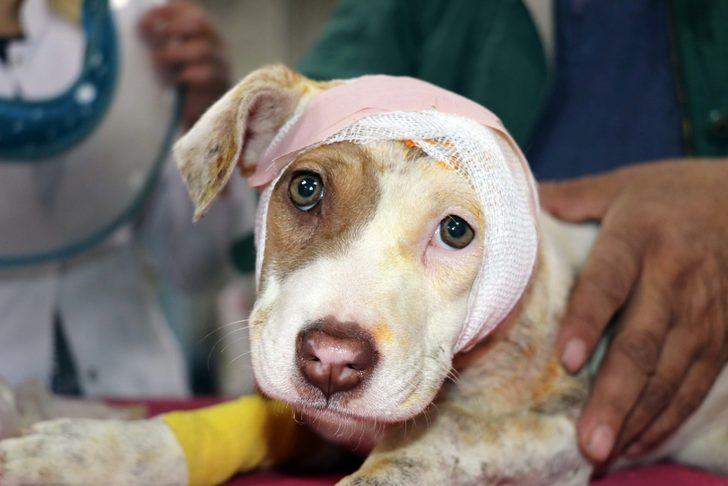 Gaziantep'te vahşet! Köpeğin kulağını kestiler sonra da dikmeye çalıştılar G1