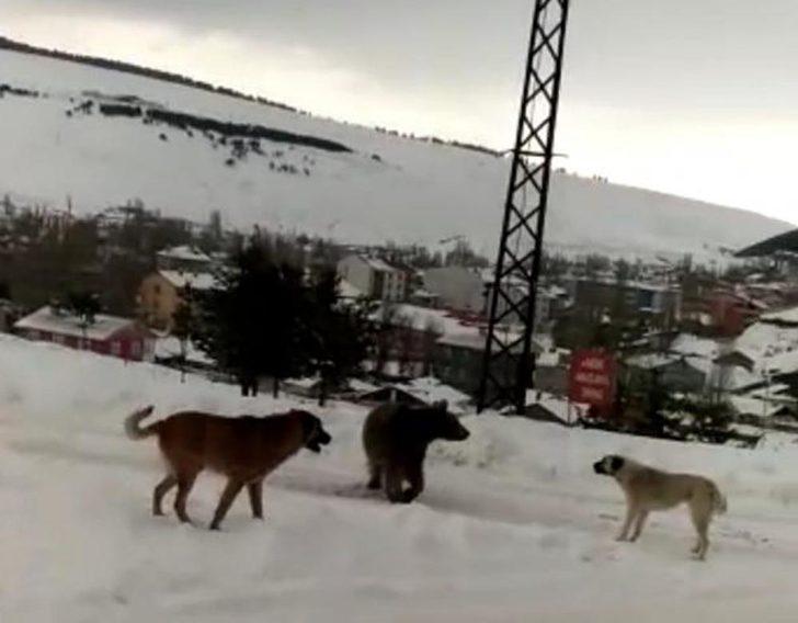 Boz ayının köpeklerle mücadelesi kamerada G1