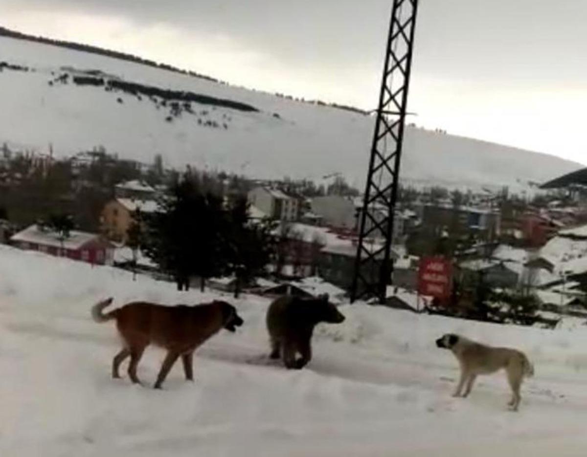 Boz ayının k&ouml;peklerle m&uuml;cadelesi kamerada