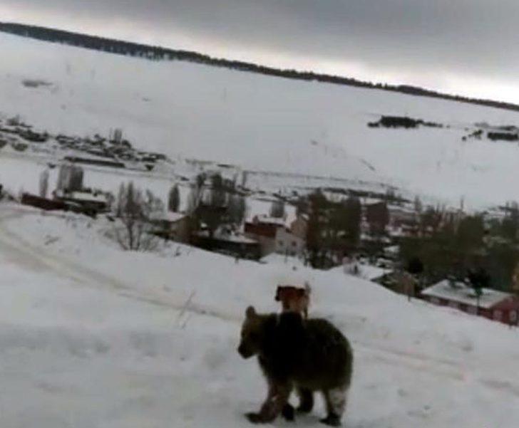 Boz ayının köpeklerle mücadelesi kamerada G2