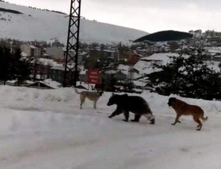 Boz ayının köpeklerle mücadelesi kamerada G3