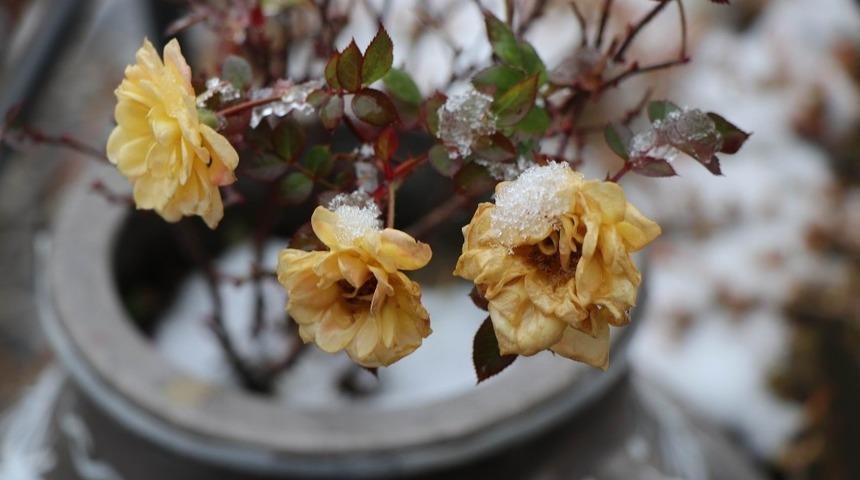 Kış ayında a&ccedil;an g&uuml;l şaşırttı