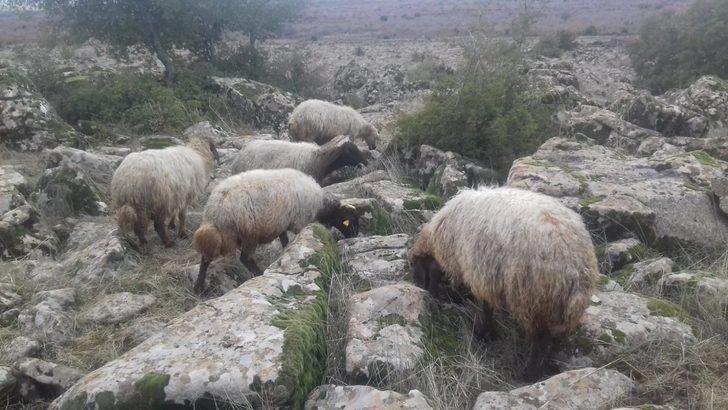 Kaybolan 8 koyunu jandarma buldu G2