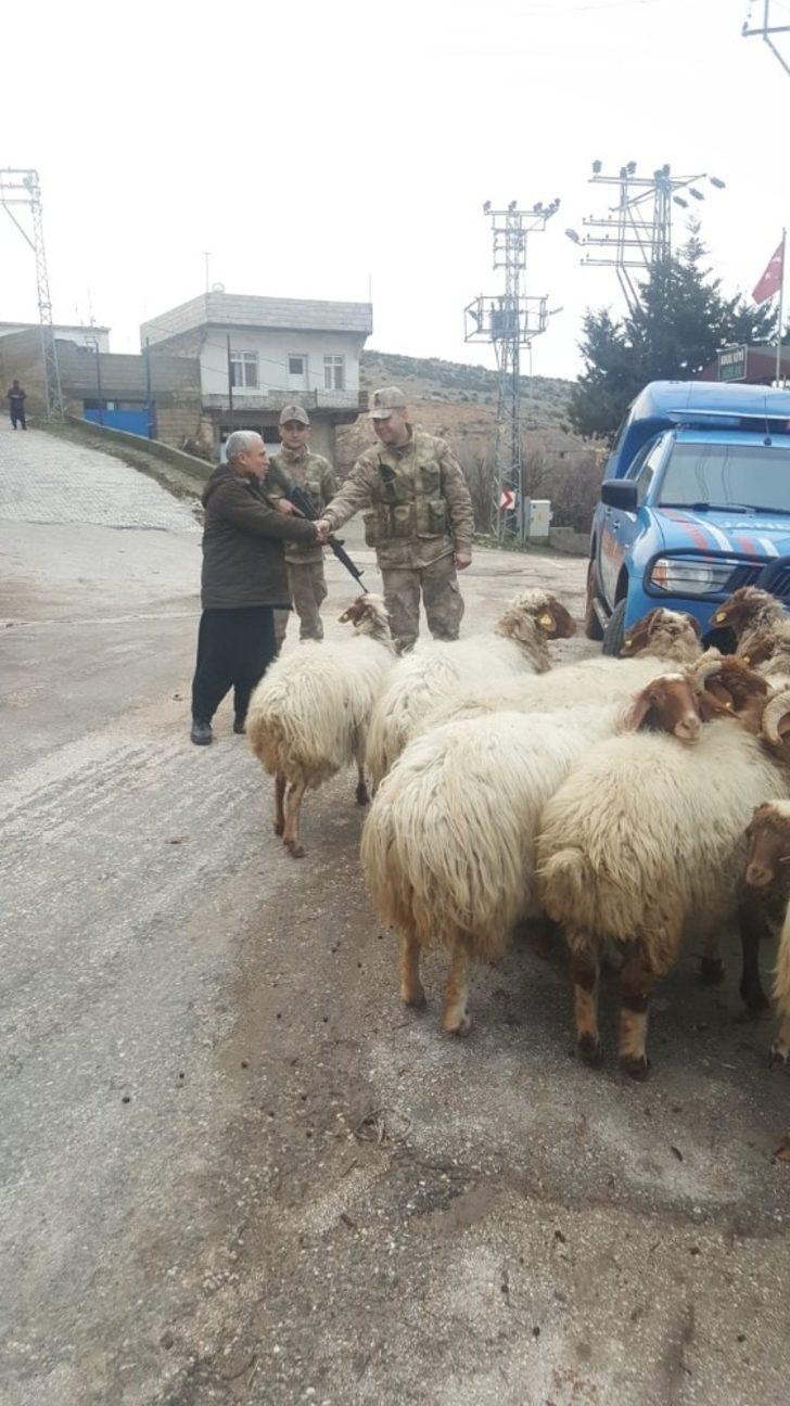 Kaybolan 8 koyunu jandarma buldu G3