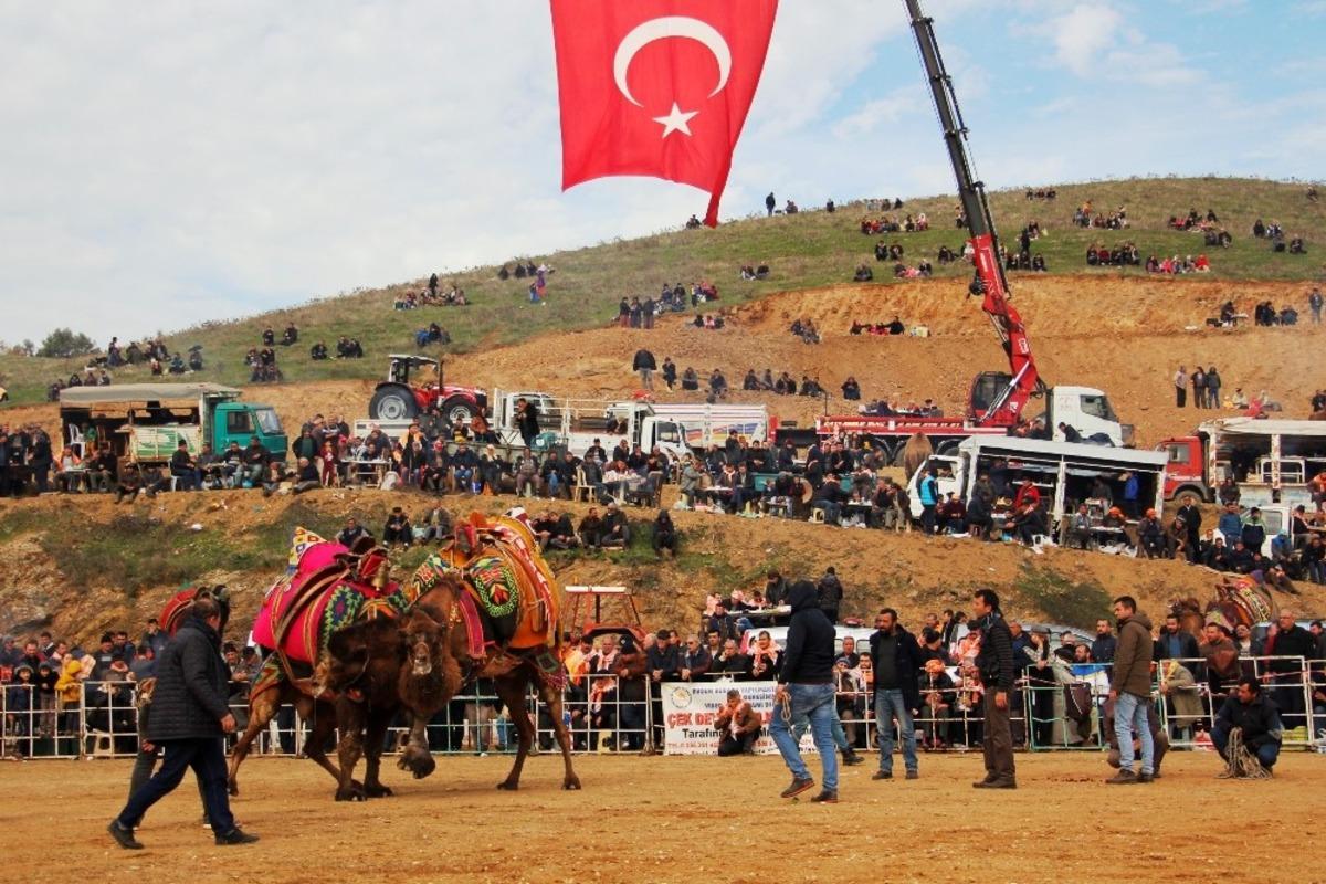&Ouml;demiş&rsquo;te deve g&uuml;reşi heyecanı