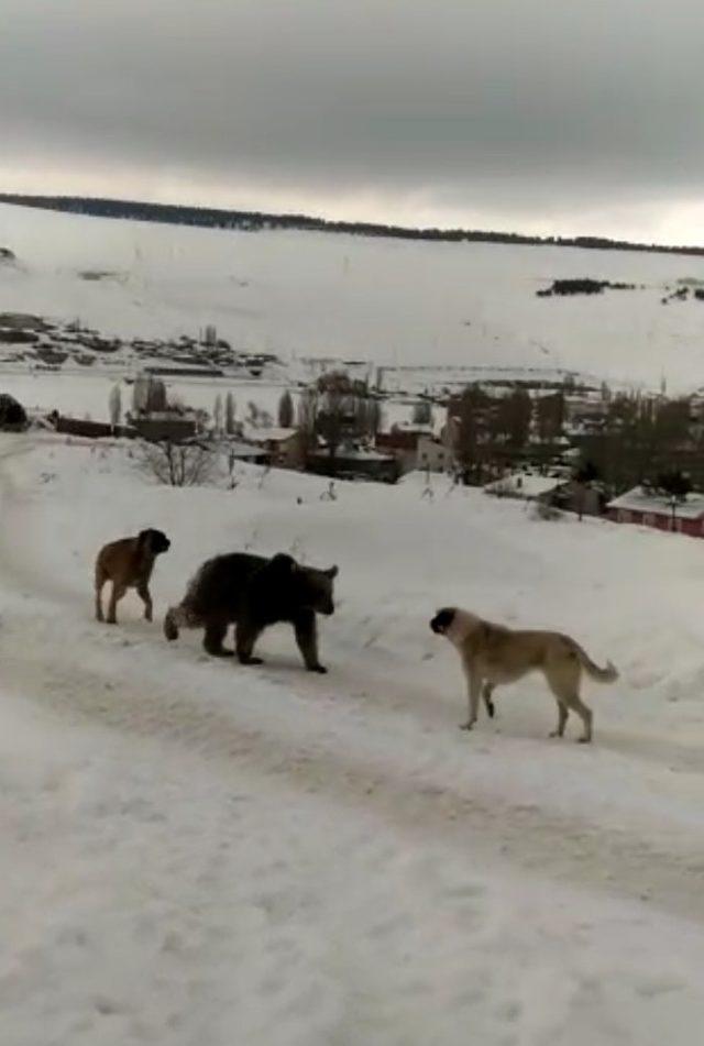 Sarıkamış’ta boz ayının köpeklerle imtihanı