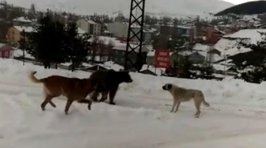 Sarıkamış&rsquo;ta boz ayının k&ouml;peklerle imtihanı