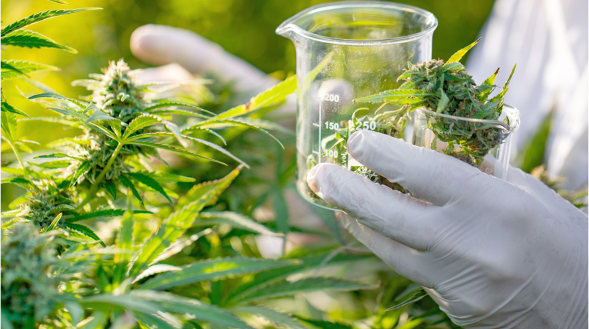 Kenevir çözümü! Kenevir yağından şampuan, krem ve sabun üretildi