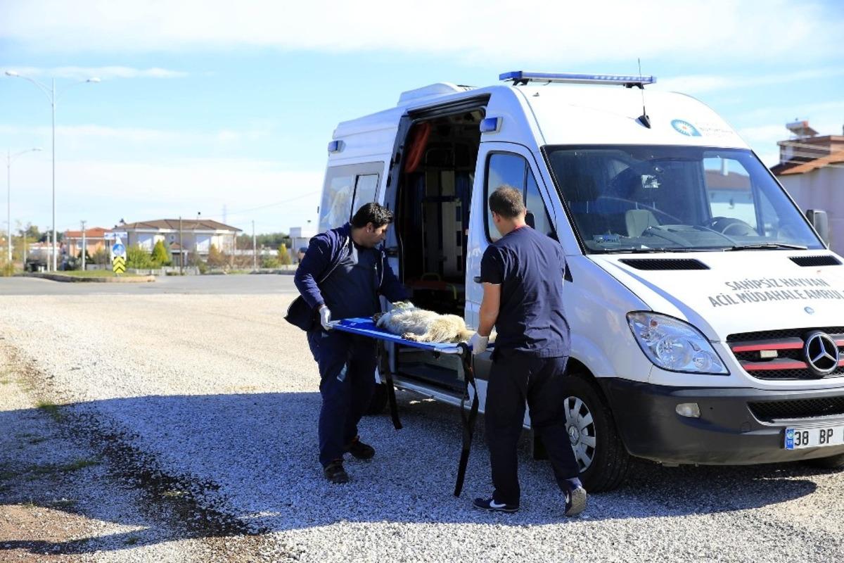 Hayvan ambulansı ile 2019 yılında 9 bin ihbara m&uuml;dahale edildi