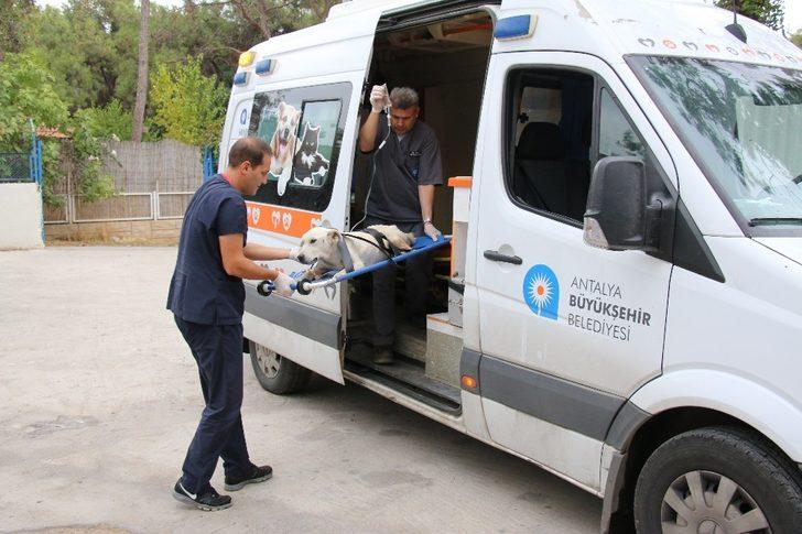 Hayvan ambulansı ile 2019 yılında 9 bin ihbara müdahale edildi G2