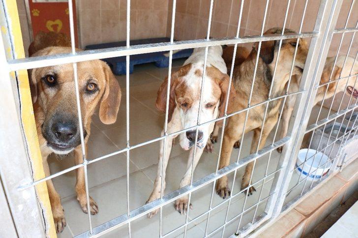 Hayvan ambulansı ile 2019 yılında 9 bin ihbara müdahale edildi G4