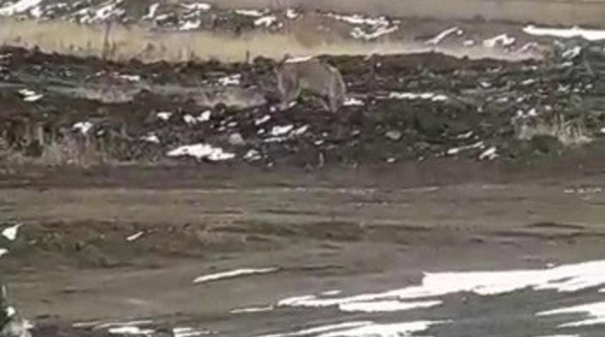 A&ccedil; kalan kurt k&ouml;ye kadar indi