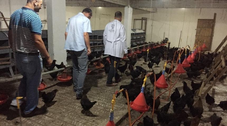 Kocaeli&rsquo;de &ccedil;ift&ccedil;ilere 9 bin gezen tavuk desteği