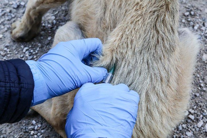 İzmir’deki kırsal bölgelerde hayvanlara uyuz aşısı G2