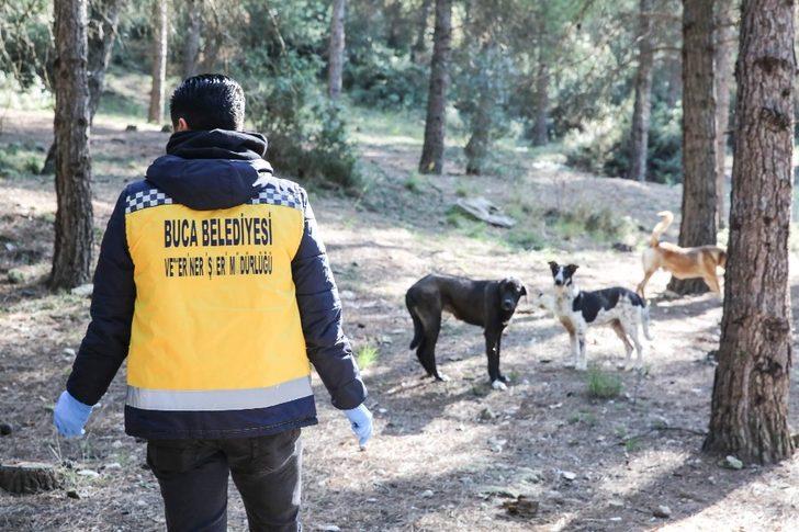 İzmir’deki kırsal bölgelerde hayvanlara uyuz aşısı G3