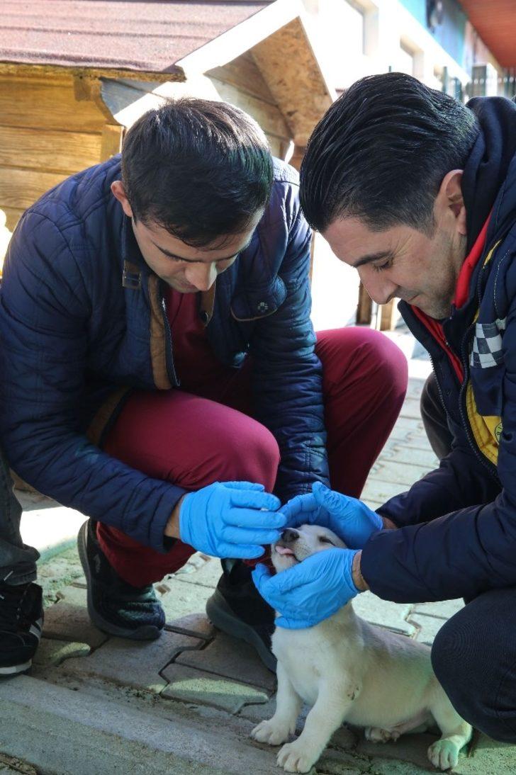 İzmir’deki kırsal bölgelerde hayvanlara uyuz aşısı G4