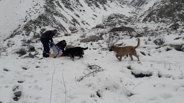 Hakkari’de can dostlara yiyecek bırakıldı