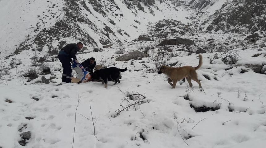 Hakkari’de can dostlara yiyecek bırakıldı