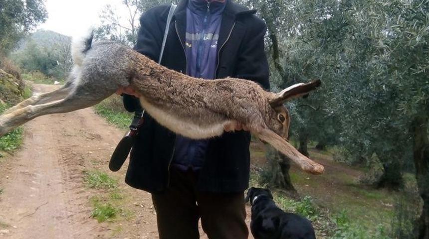 Bursa'da avlanan tavşan şaşırttı! 