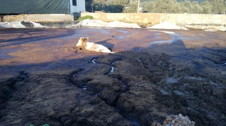 Bataklıkta mahsur kalan inek i&ccedil;in seferber oldular