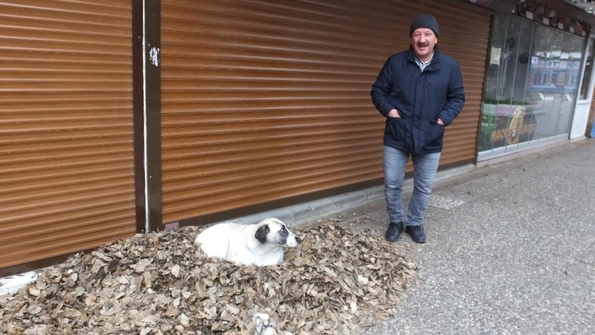 Burhaniye&rsquo;de tarihi meşelerin yaprakları sokak hayvanlarına yatak oldu