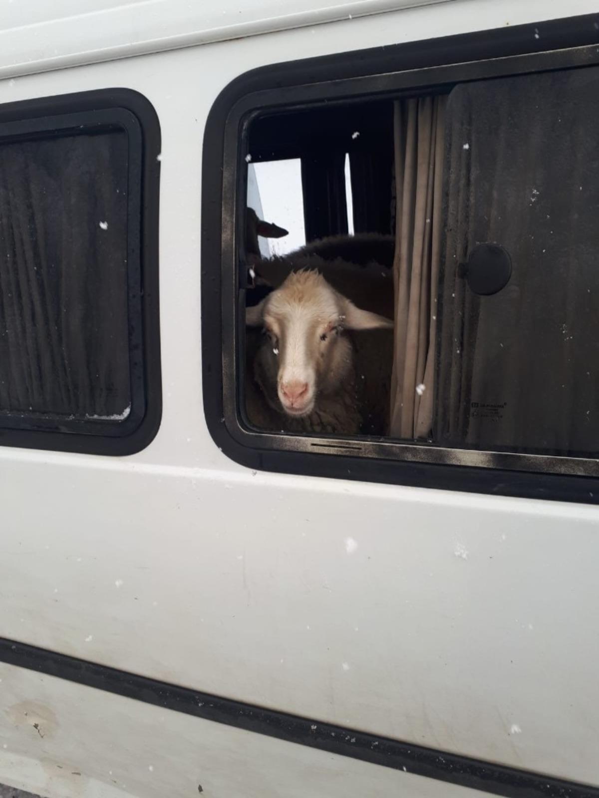 Jandarma denetiminde durdurulan ara&ccedil;tan 15 adet k&uuml;pesiz koyun &ccedil;ıktı