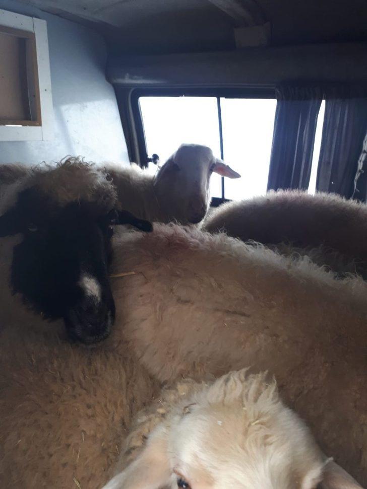 Jandarma denetiminde durdurulan araçtan 15 adet küpesiz koyun çıktı G2