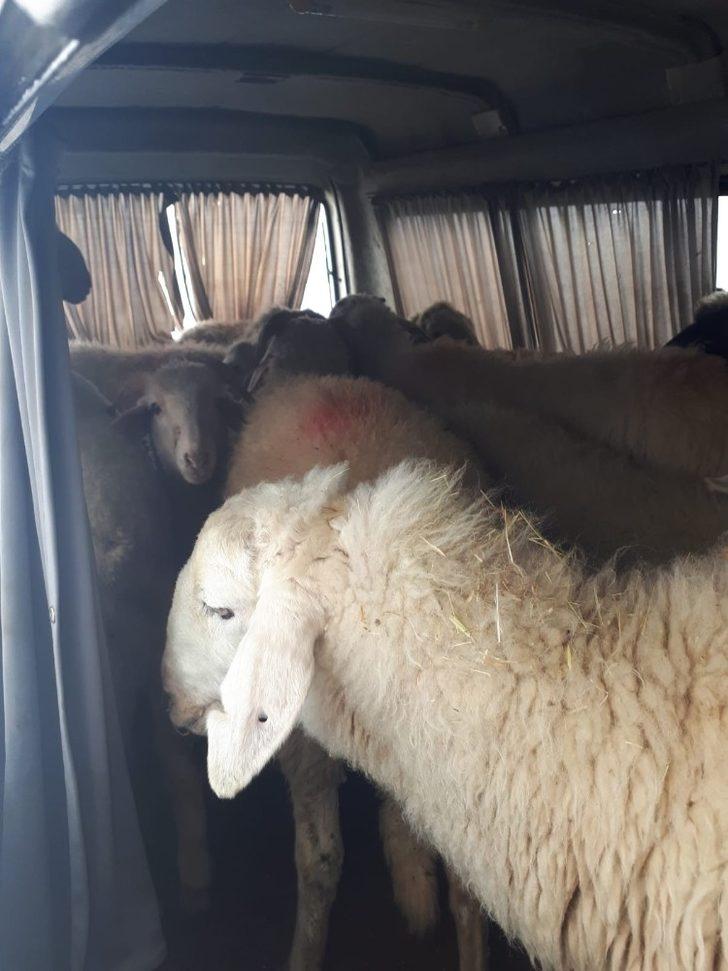 Jandarma denetiminde durdurulan araçtan 15 adet küpesiz koyun çıktı G4