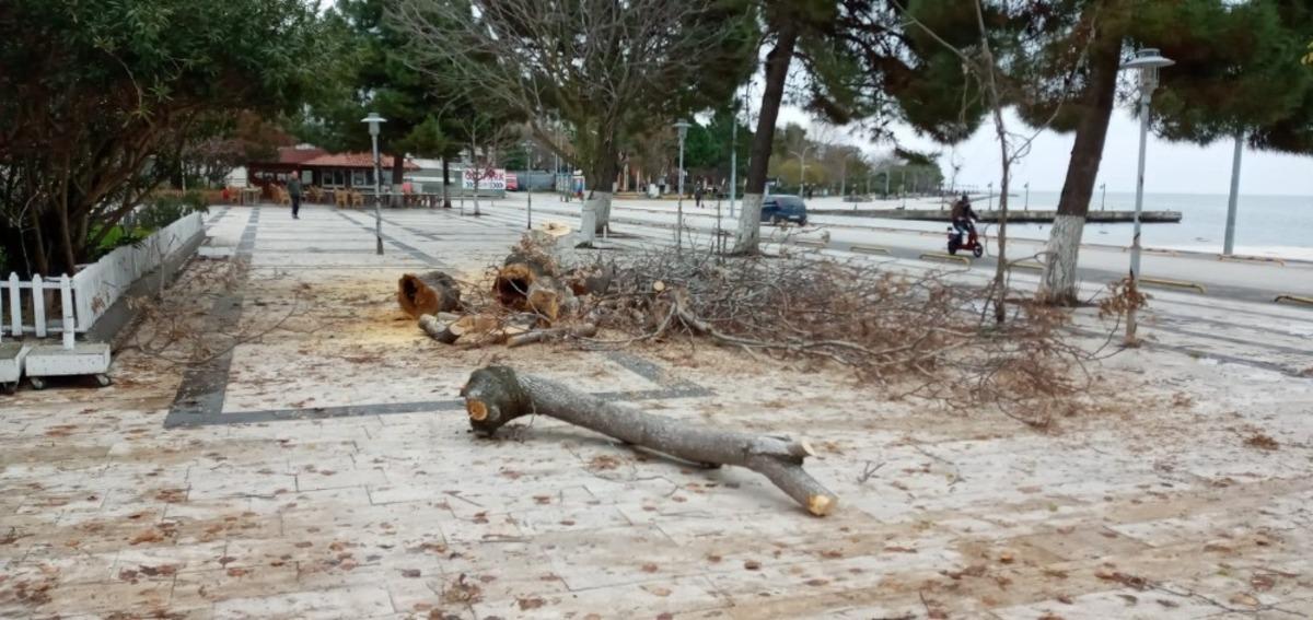 Sinop Belediyesinin ağa&ccedil; bakım &ccedil;alışmaları