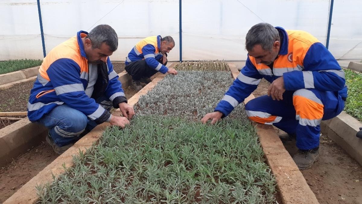 Kozan&rsquo;da lavanta yetiştiriciliği