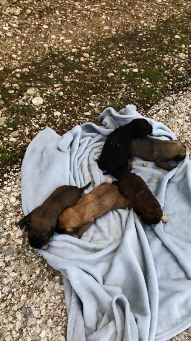 Anneleri ölen 5 yavru köpek, emin ellerde