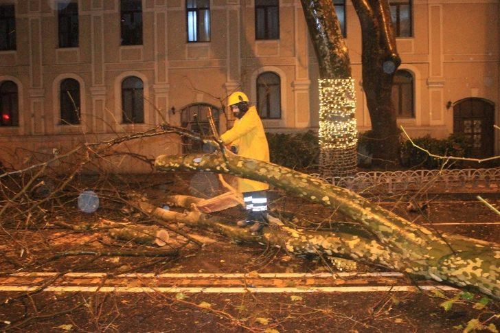Dolmabahçe’de yola devrilme tehlikesi bulunan ağaç kesildi G1