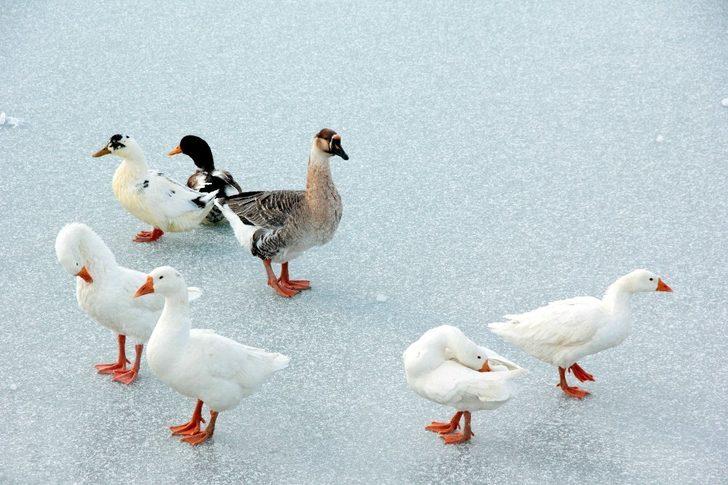 Erzincan'ın mest eden güzelliği: Ergan Dağı G4