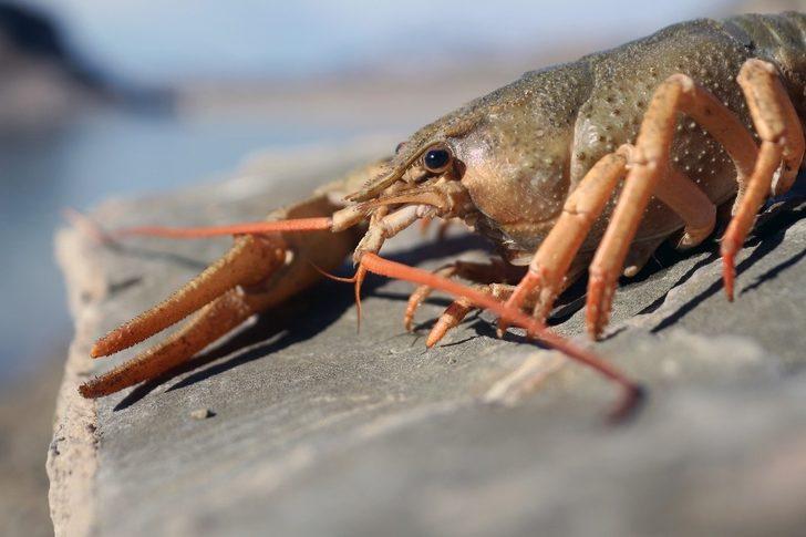 Van Gölü Havzası’nda yabancı tür tehlikesi G1