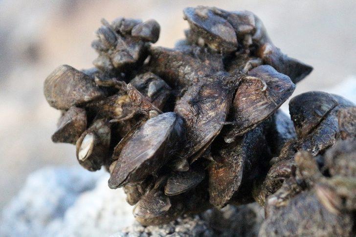 Van Gölü Havzası’nda yabancı tür tehlikesi G2