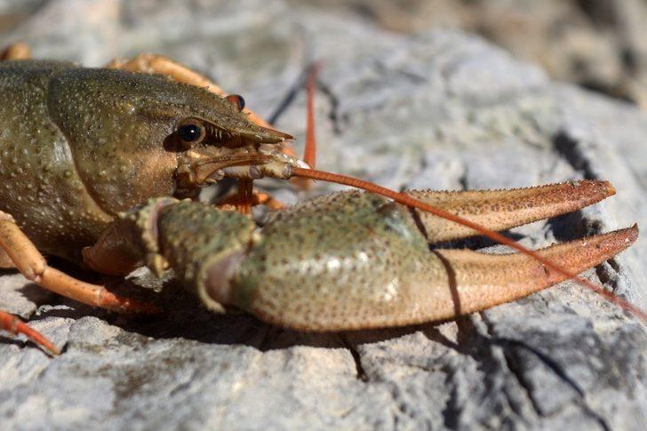 Van Gölü Havzası’nda yabancı tür tehlikesi G3