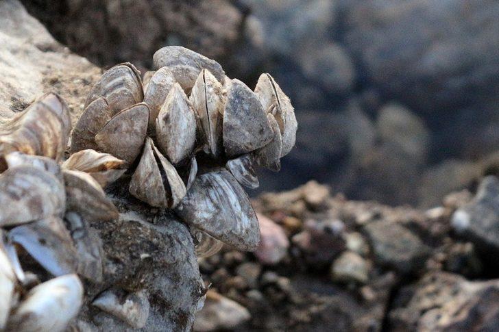 Van Gölü Havzası’nda yabancı tür tehlikesi G4