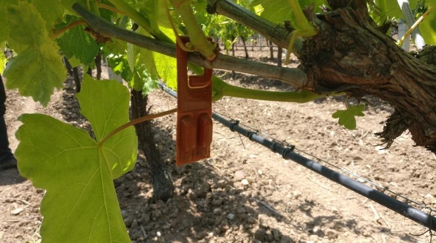 Manisalı bağcılara 9 milyon TL destek