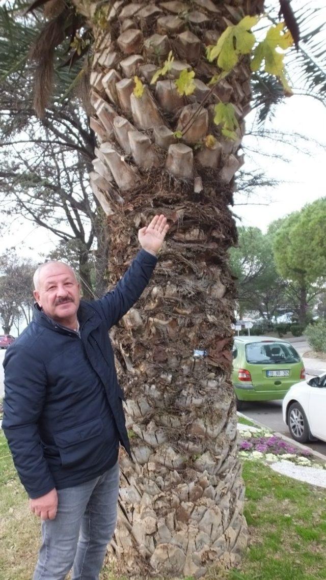 Palmiye ağacının gövdesinden incir ve meşe çıktı