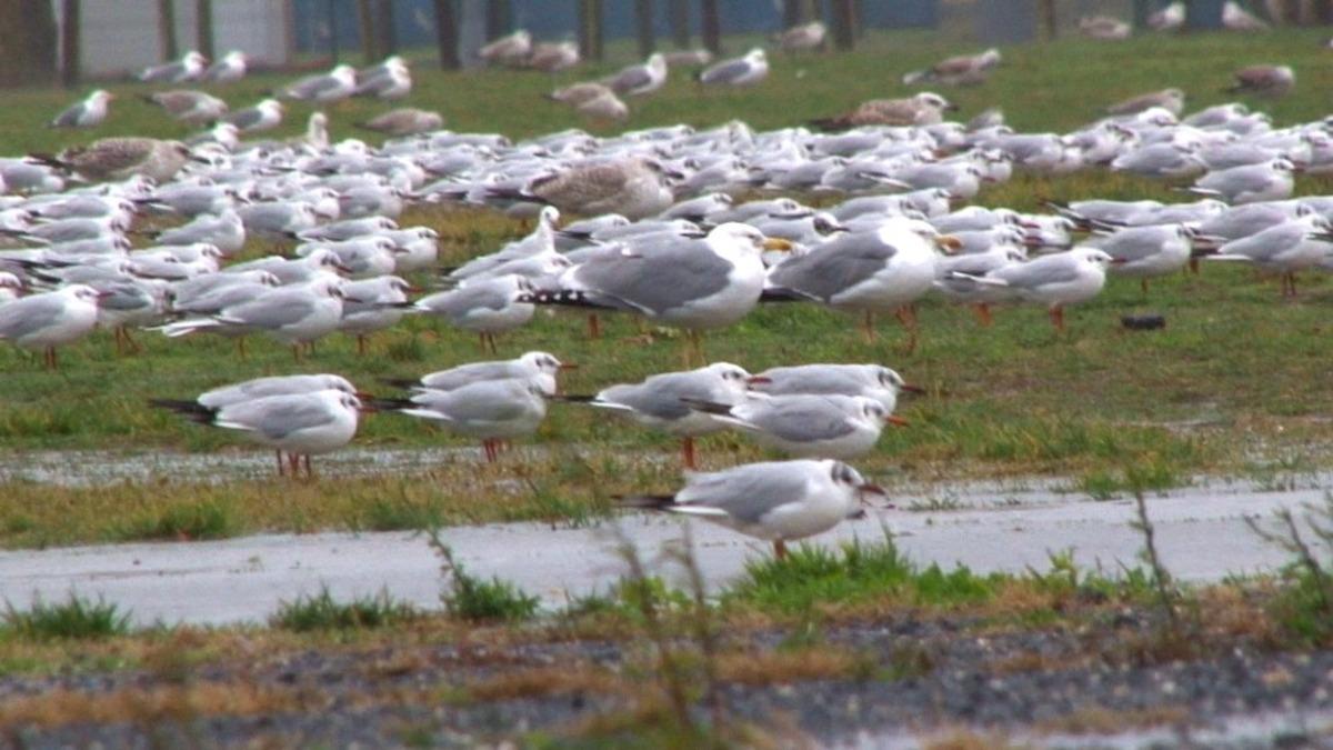 Binlerce martı fırtınadan ka&ccedil;tı