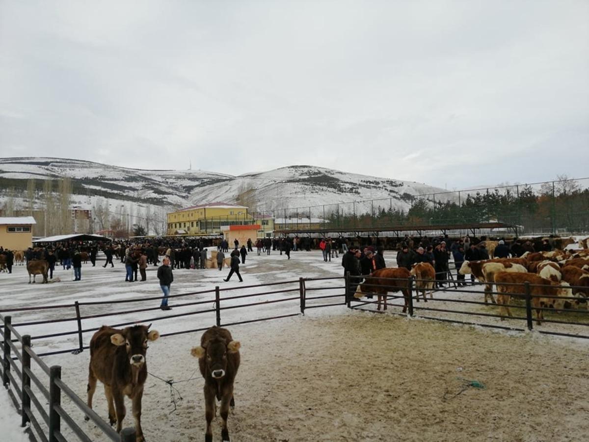 Bayburt Belediyesi canlı hayvan pazarında hizmet vermeye devam ediyor
