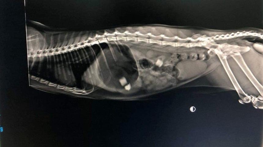 (&Ouml;zel) 11 aylık kedinin midesinden silgi par&ccedil;aları &ccedil;ıktı
