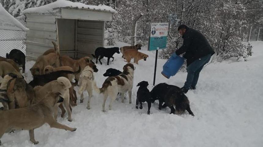 Sokak hayvanlarına yiyecek bırakıldı